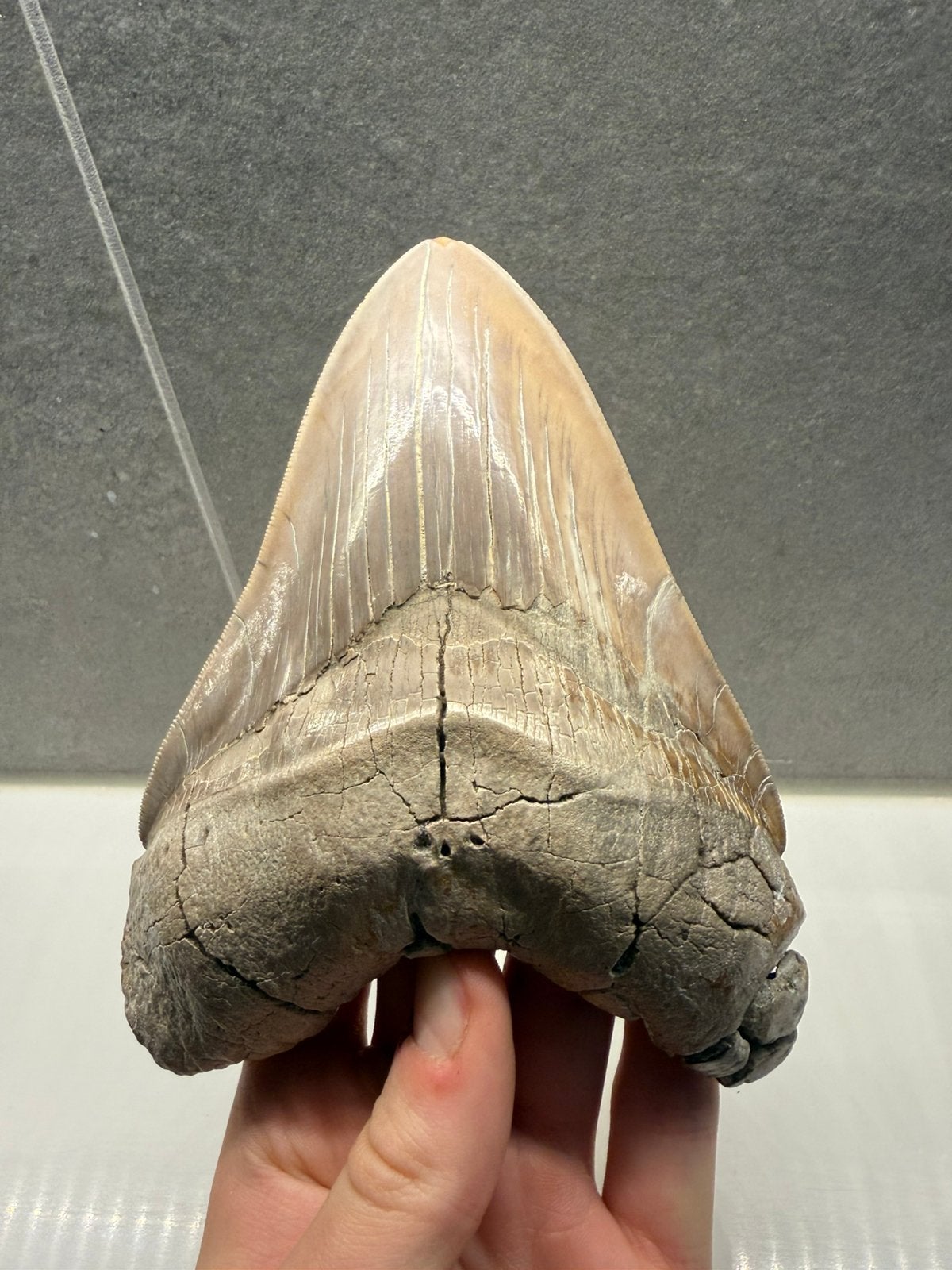 Peruaanse Otodus Megalodon tand - 15cm - EXTREEM ZELDZAAM!, Ophalen of Verzenden, Fossiel