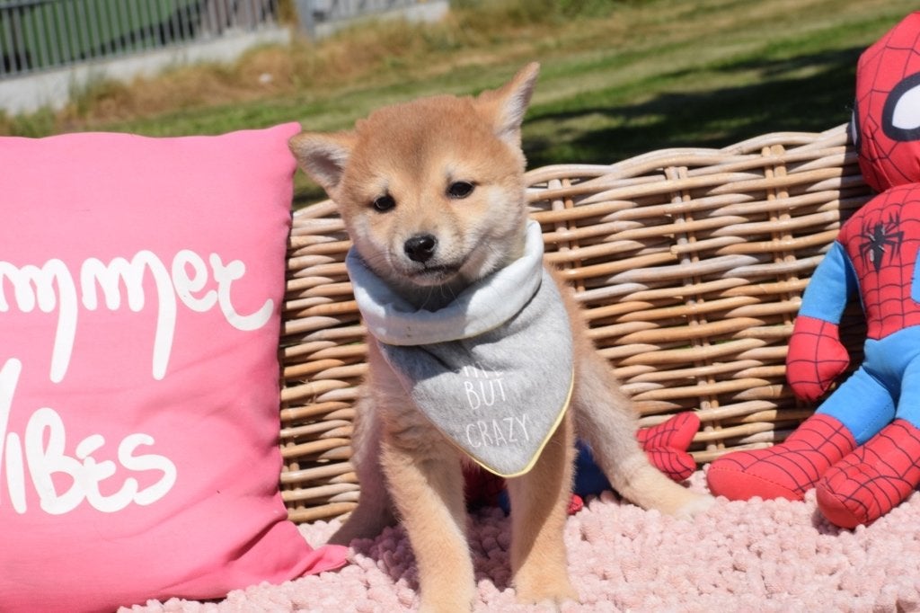 Shiba inu pups, 15 weken tot 1 jaar, Buitenland, Poolhond, Meerdere