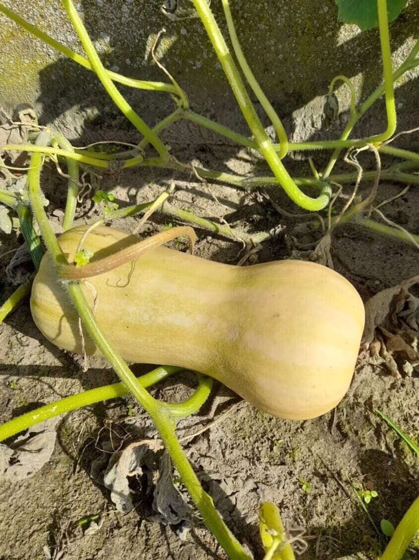 Uit de biologische moestuin: Flespompoen, zaden, Tuin en Terras, Ophalen of Verzenden, Voorjaar, Volle zon, Zaad