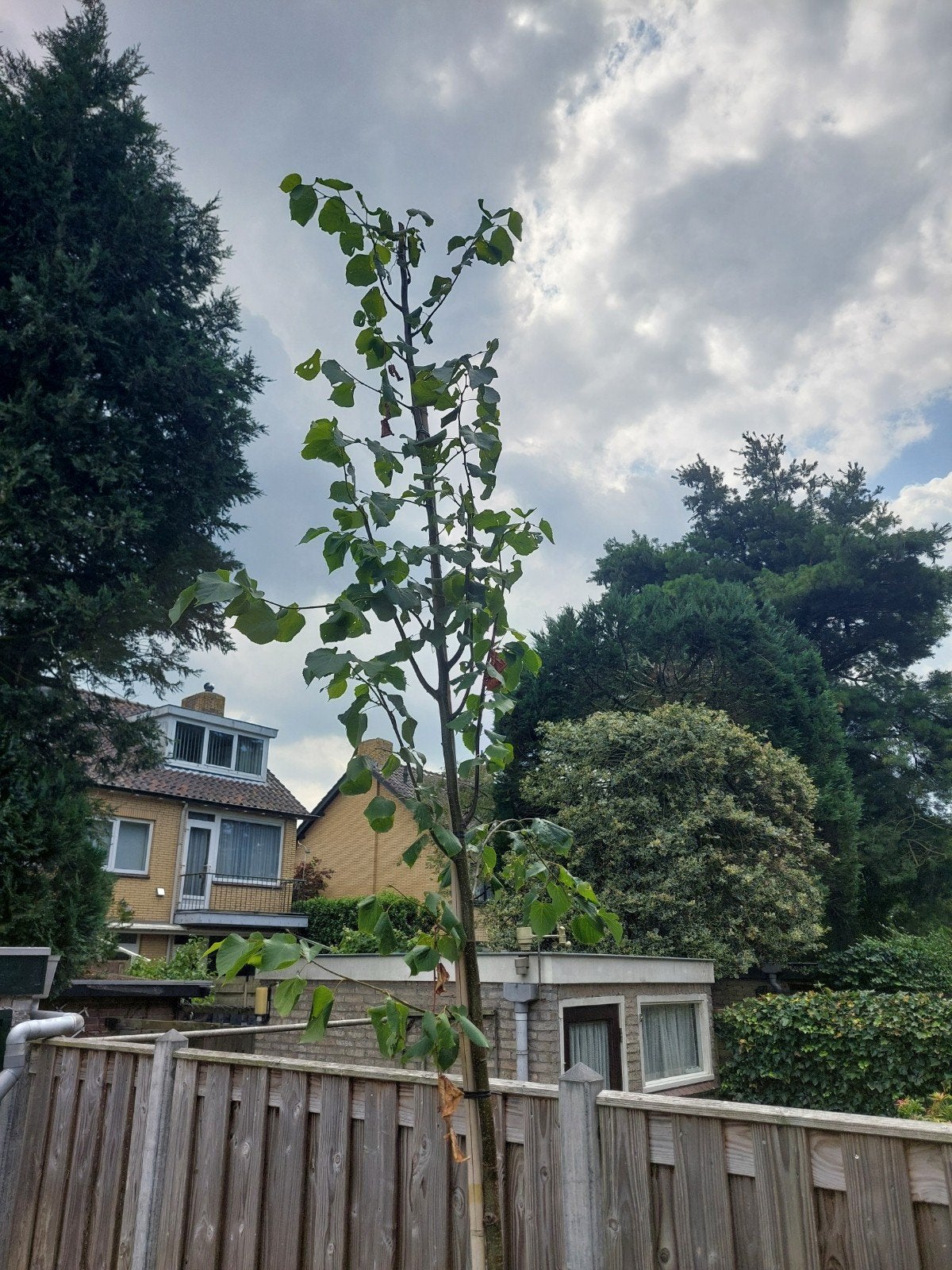 Jonge lindeboom - 3-4 meter - moet weg, Ophalen, Leiboom, 250 tot 400 cm