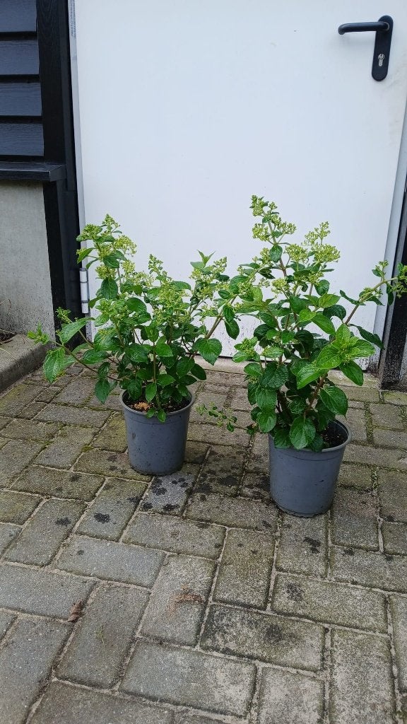 Hydrangea 'Silver dollar' ACTIE!! €5,- p.st., Tuin en Terras, Overige soorten, Vaste plant, Ophalen of Verzenden, Halfschaduw