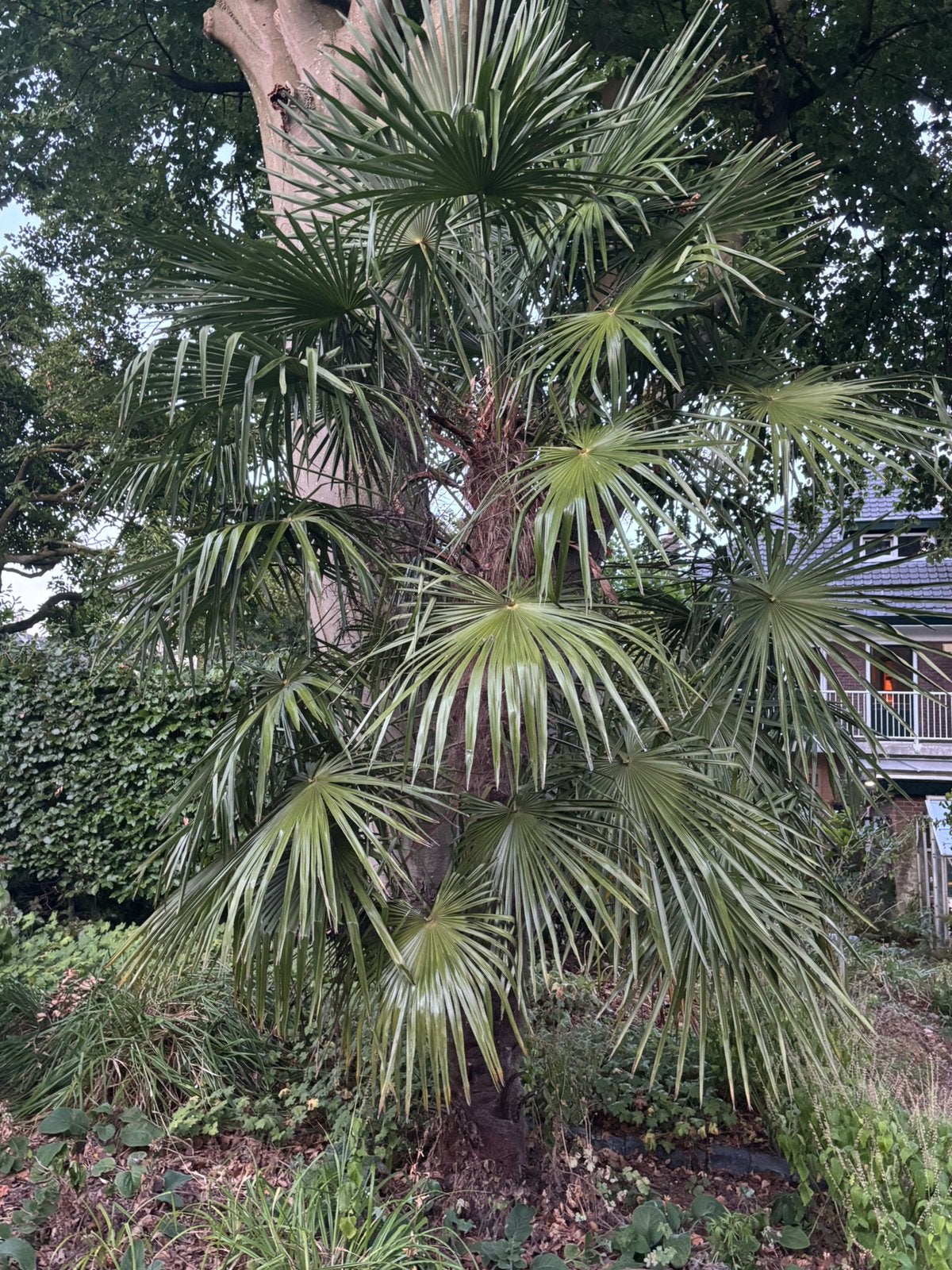 Mooie palmboom trachycarpus te koop!!!🌴, Tuin en Terras, Planten | Bomen, 100 tot 250 cm, Zomer, Palmboom, Ophalen