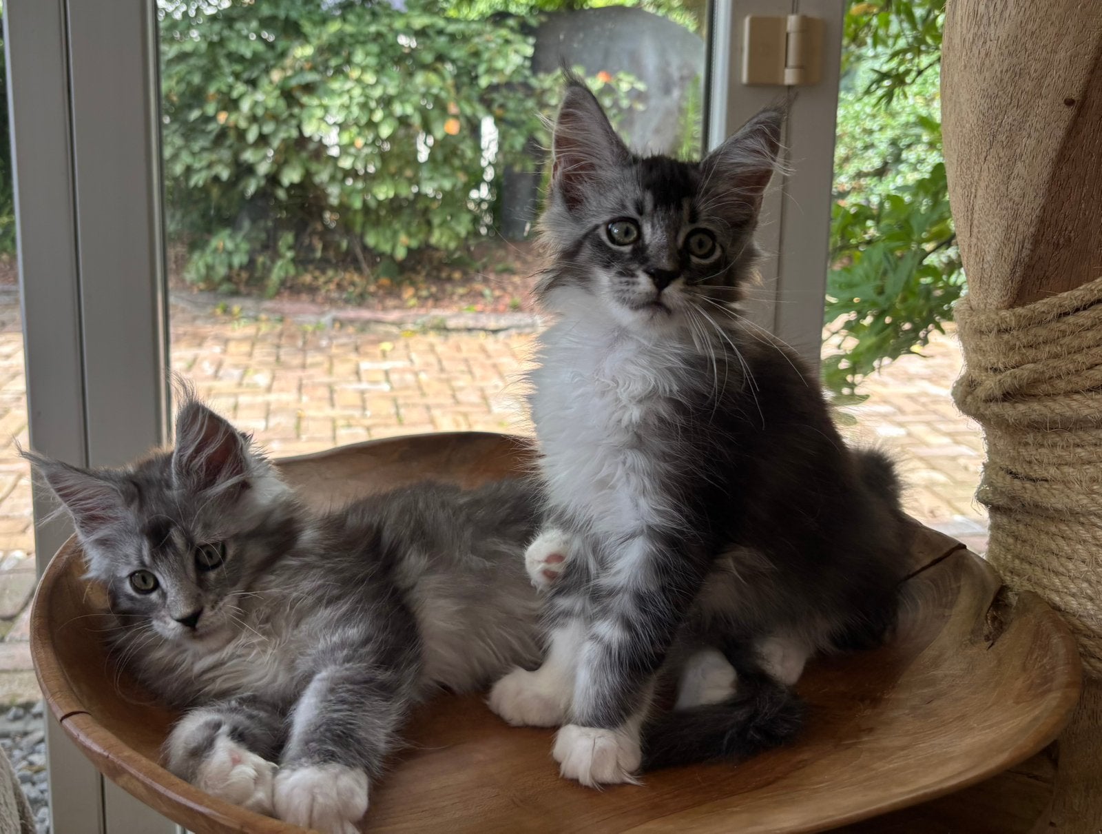 XXL Maine Coon Kittens Beschikbaar €1450 met stamboom, Meerdere dieren, Met stamboom