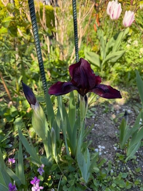 Iris Germanica Cherry Garden, Tuin en Terras, Planten | Tuinplanten, Volle zon, Vaste plant, Lente, Ophalen