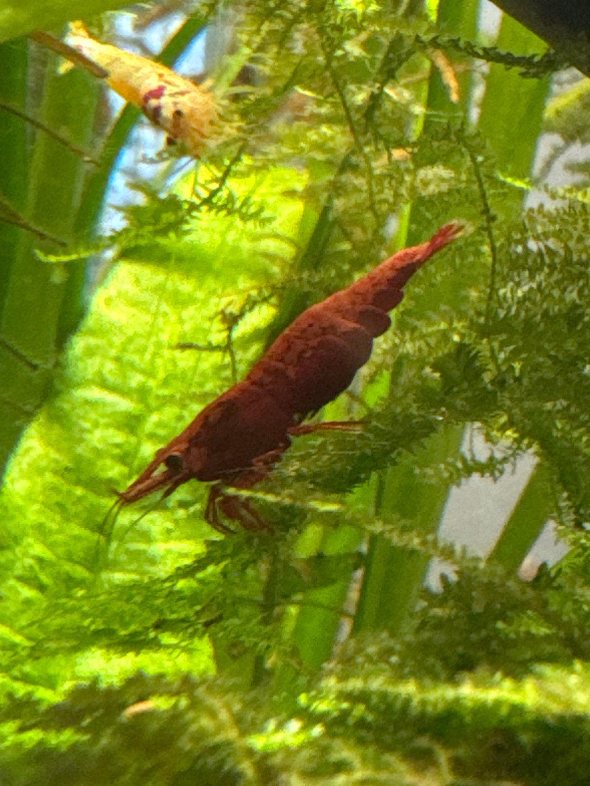 Red Cherry Shrimp | Neocaridina Garnaalen, Dieren en Toebehoren, Kreeft, Krab of Garnaal
