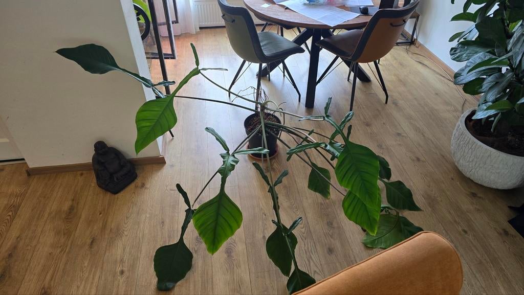 Philodendron joepii, Huis en Inrichting, Kamerplanten, Ophalen, Overige soorten, Halfschaduw, Minder dan 100 cm