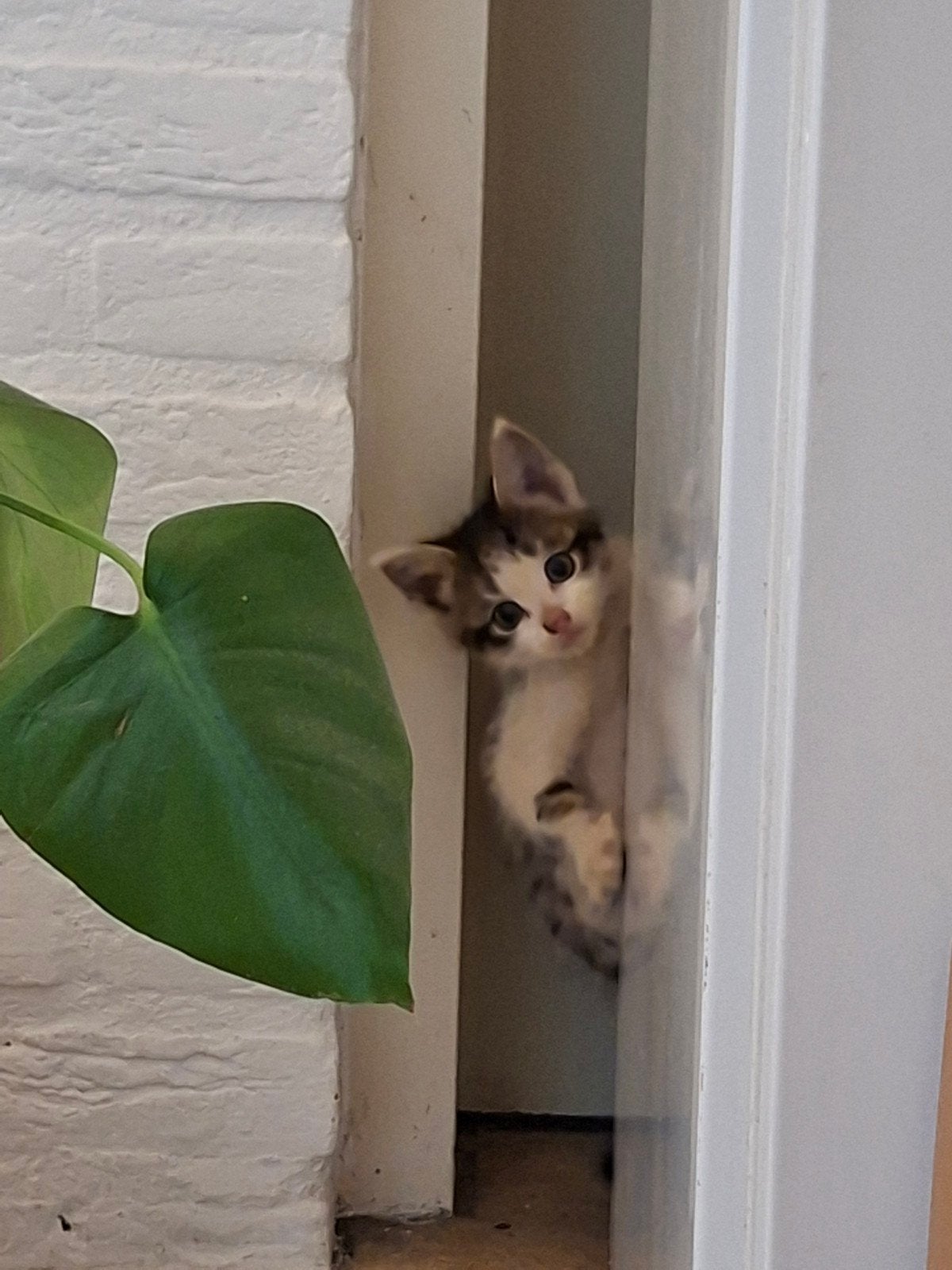 Prachtige boerderijkittens zoeken hun gouden mandje, Meerdere dieren