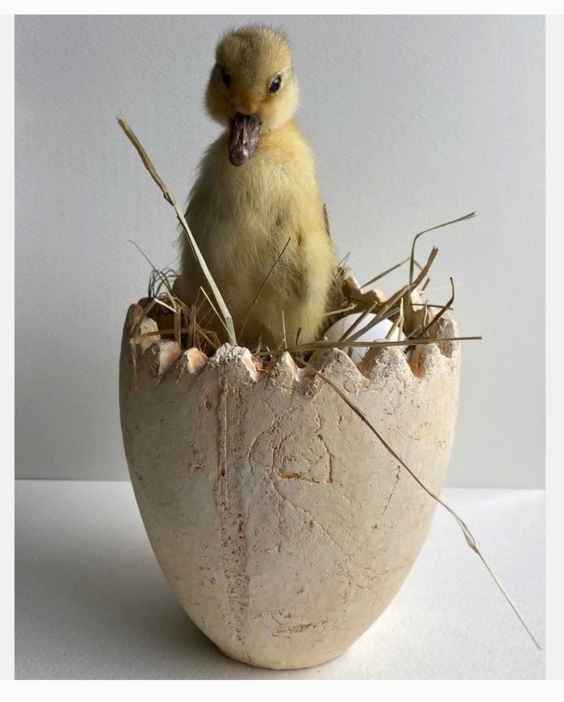 Opgezet echt eenden kuiken in stenen pot met stro en ei, Ophalen of Verzenden, Zo goed als nieuw, Vogel, Opgezet dier