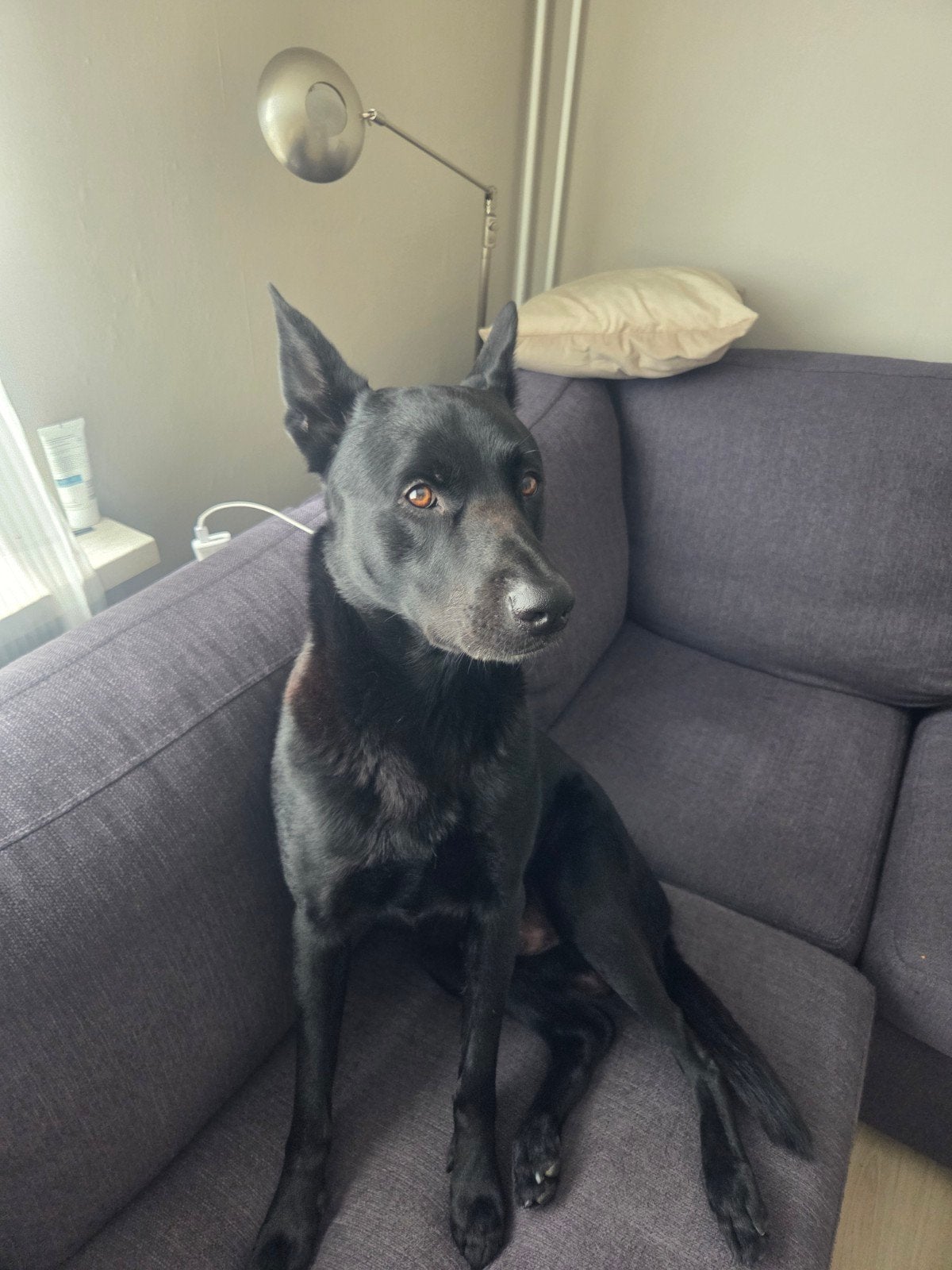 mechels herder, Reu, Eén hond, 3 tot 5 jaar, Herder