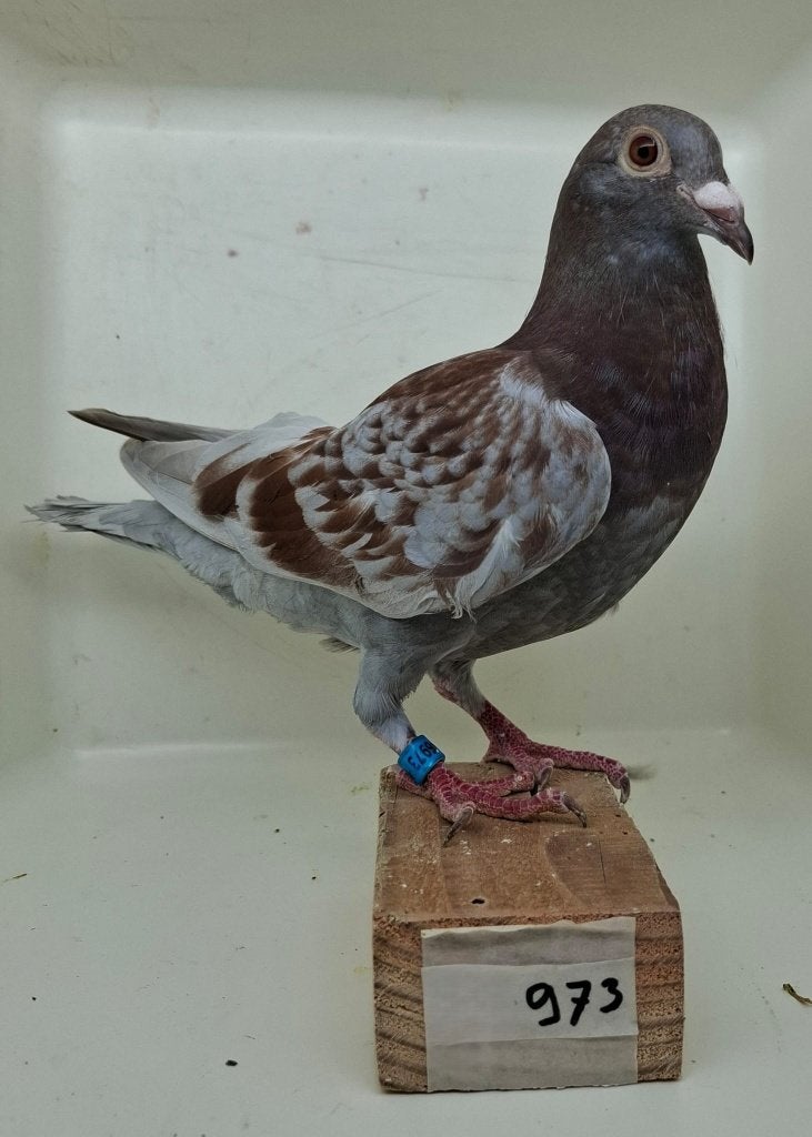 Te koop jonge duif uit "Thara" (973), Dieren en Toebehoren, Vogels | Duiven, Geslacht onbekend, Postduif