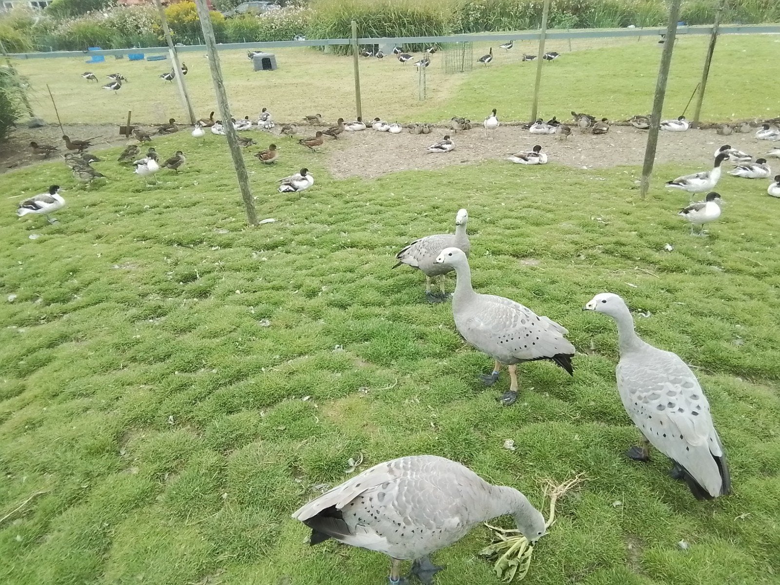 ganzen, Dieren en Toebehoren, Meerdere dieren, Gans of Zwaan