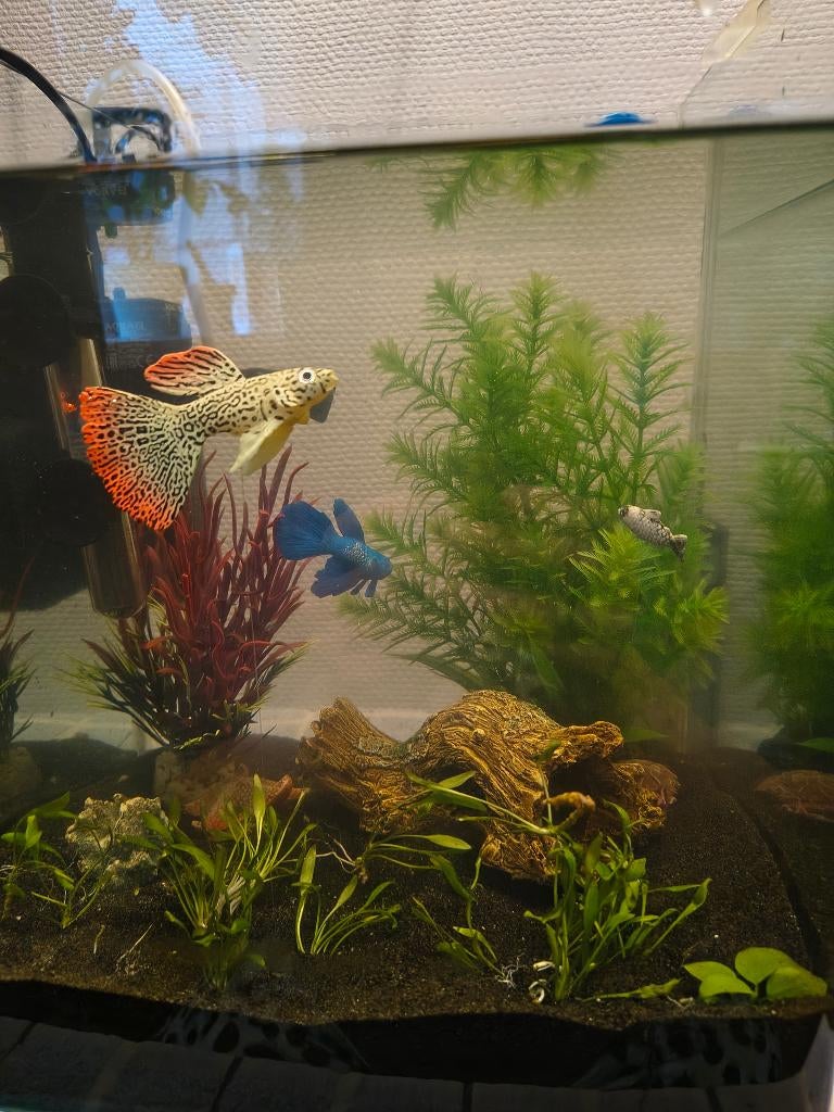 Nano aquarium 30 liter / terrarium, Dieren en Toebehoren, Vissen | Aquaria en Toebehoren, Ophalen, Gebruikt, Gevuld zoetwateraquarium