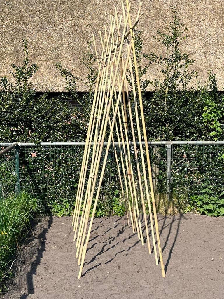 Bonenstokken nieuw Tonkin plantensteun bamboestokken, Nieuw, Ophalen of Verzenden