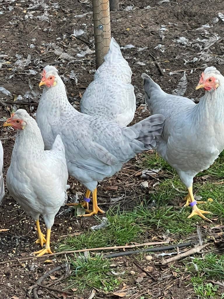 Broedeieren OPAL LAVENDER Legbar 3e variant ( res. 2026, Dieren en Toebehoren, Meerdere dieren, Kip