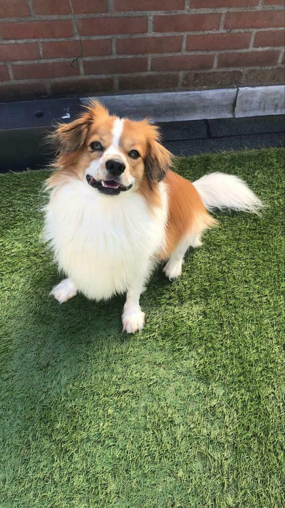 Dekreu, Parvo, Reu, Eén hond, 3 tot 5 jaar