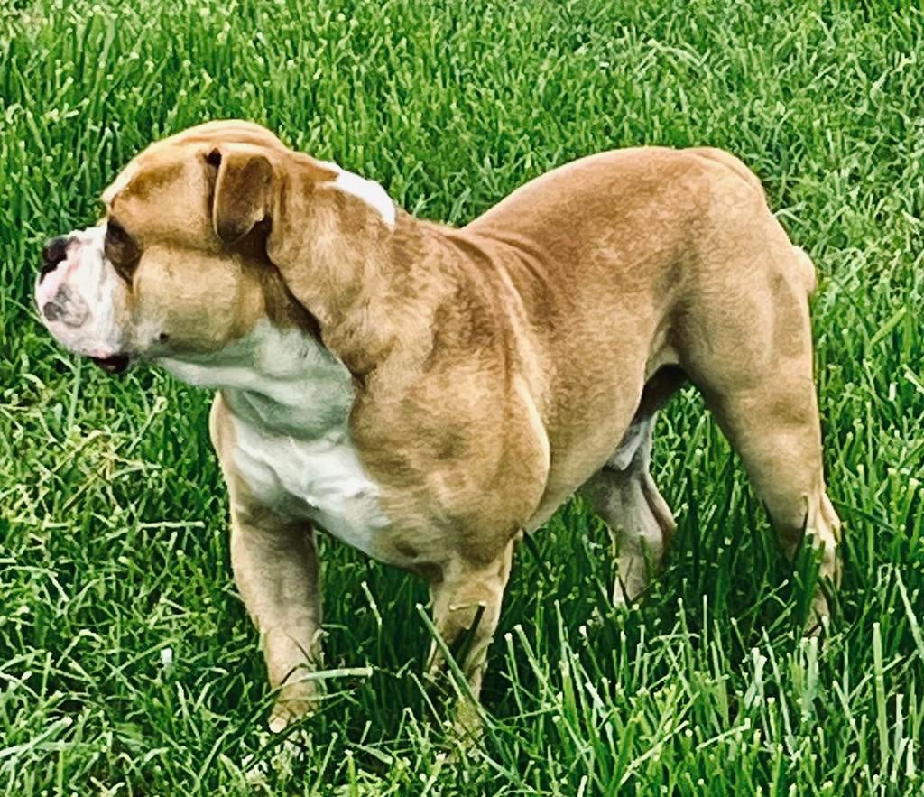 Dekreu Old English Buldog, Buldog., Reu, 1 tot 2 jaar, Parvo, Eén hond