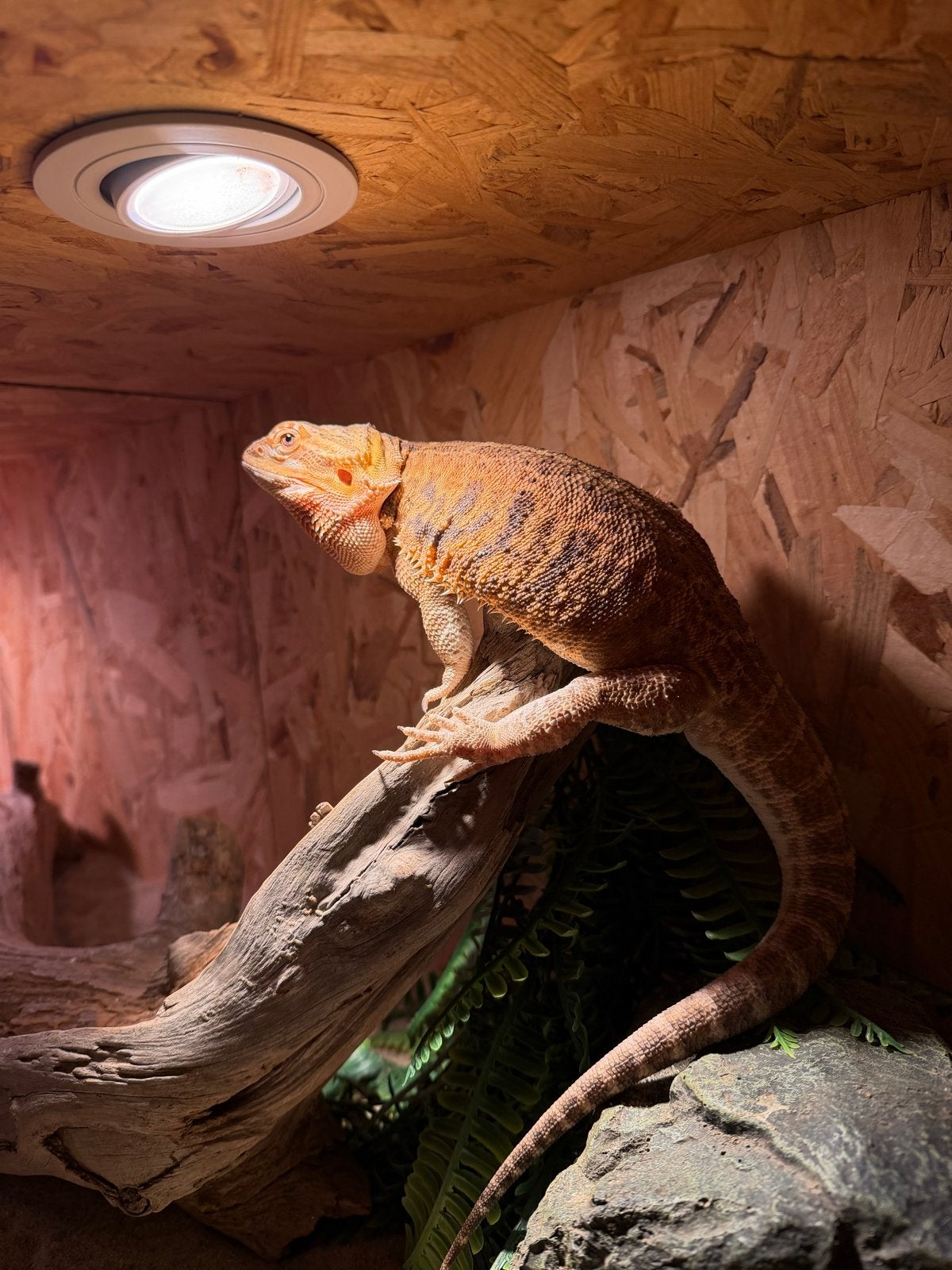 Baardagaam Bearded Dragon photo 2