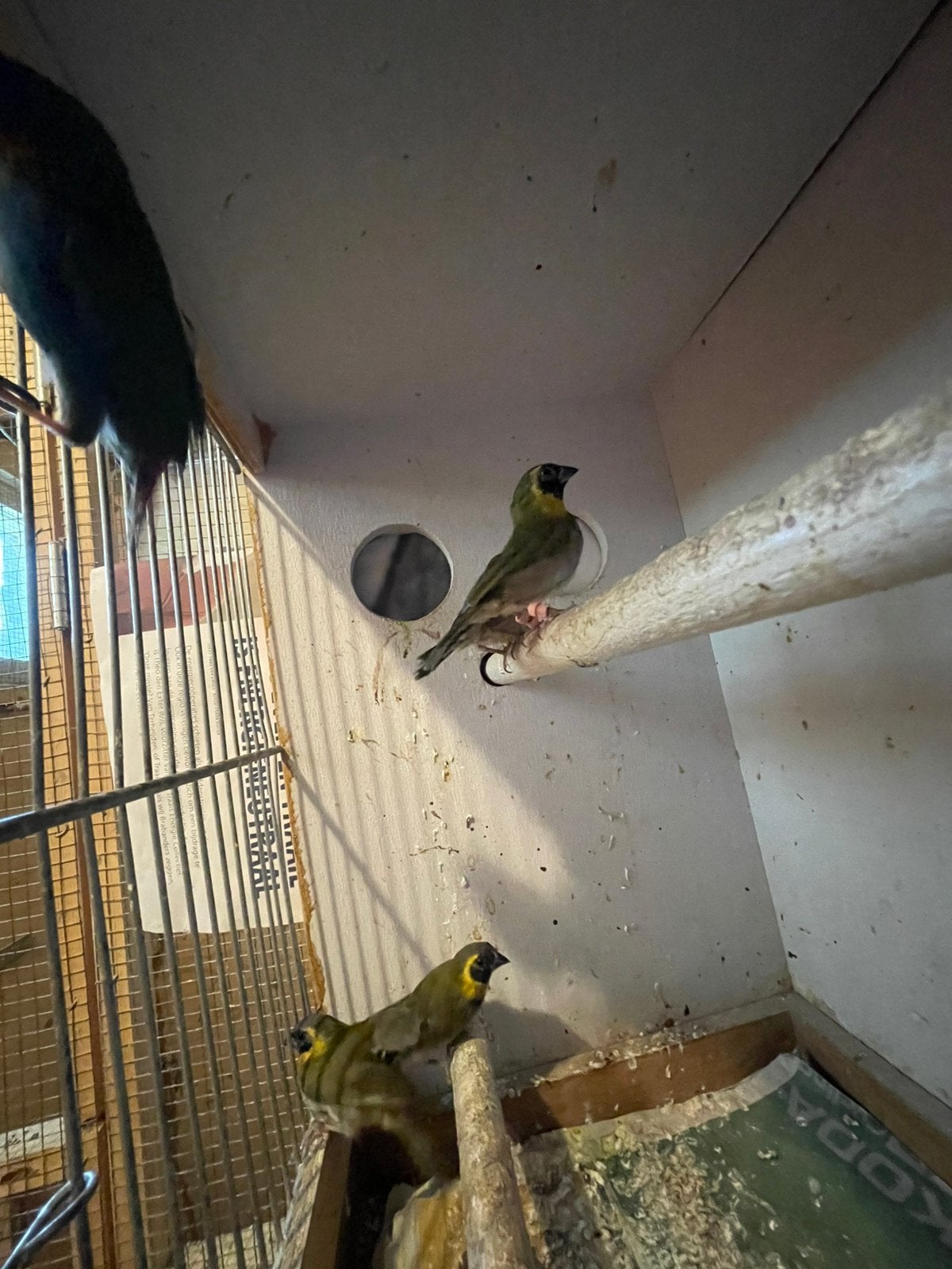 Cubavink en bastaard, Mannelijk, Tropenvogel