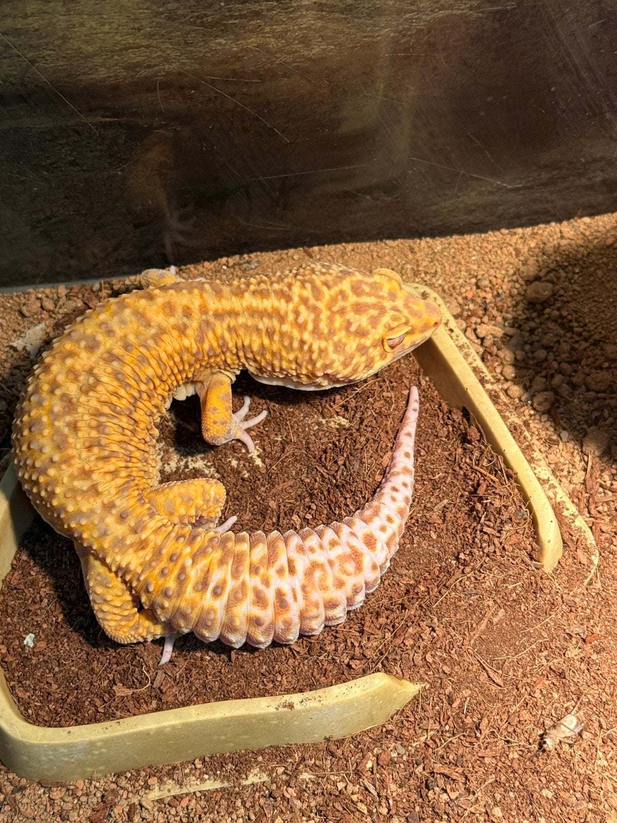Luipaard gekko jnclusief terrarium Leopard Gecko photo 4