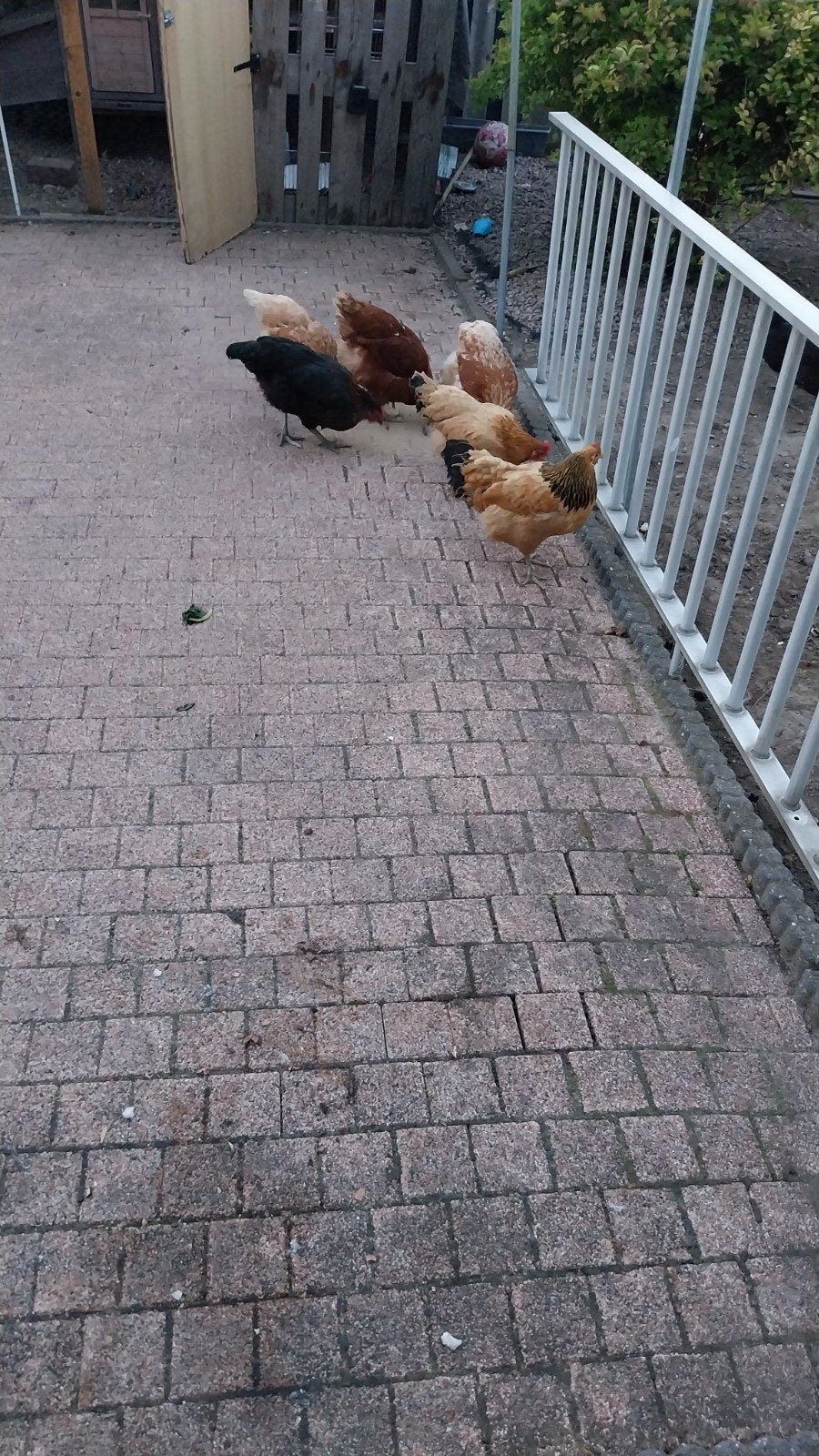 kipen, Vrouwelijk, Kip