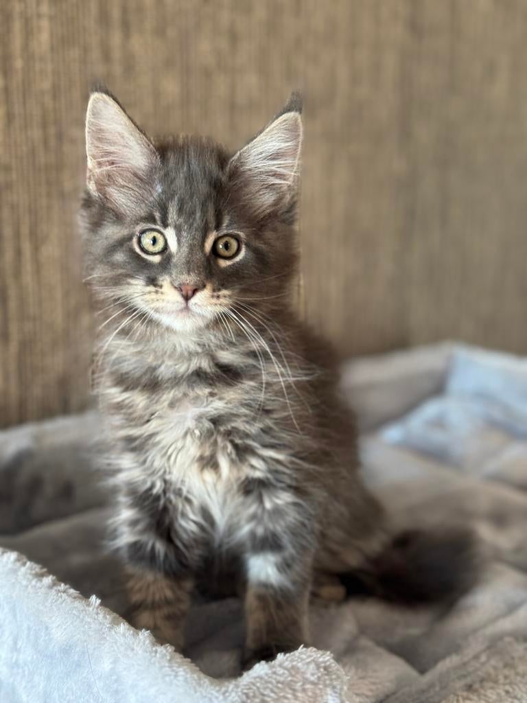 MAINE COON KITTENS, Dieren en Toebehoren, Meerdere dieren, Ontwormd, 0 tot 2 jaar