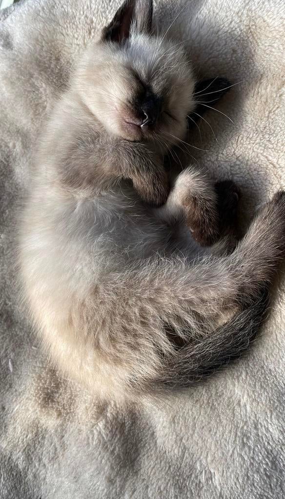 Kittens, Meerdere dieren, Ontwormd