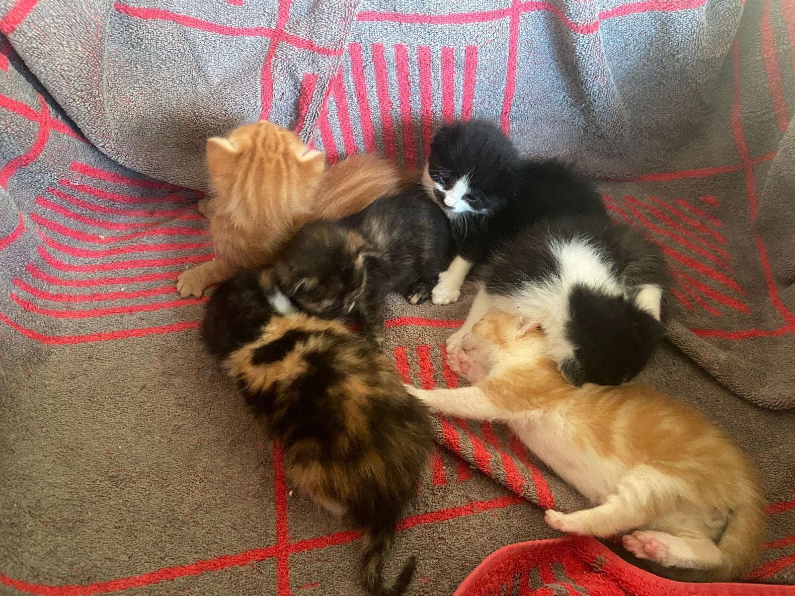 Kittens te Koop, Dieren en Toebehoren, Katten en Kittens | Overige Katten, Meerdere dieren, Kortharig, 0 tot 2 jaar