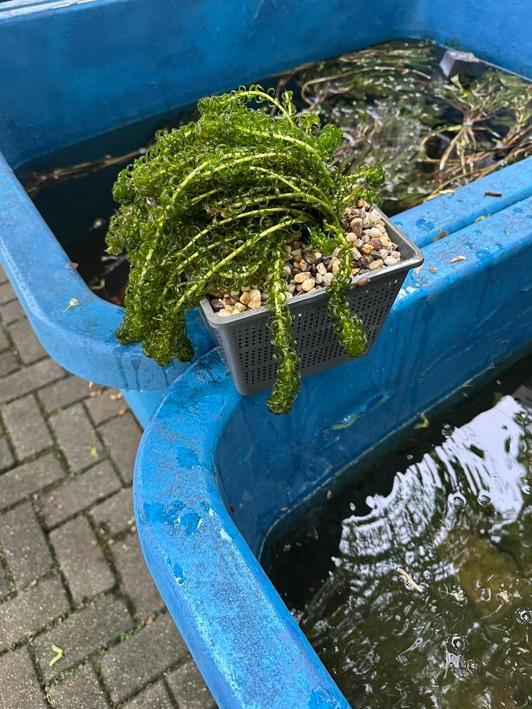 Waterpest /glanzend fonteinkruid in kant en klare mand, Tuin en Terras, Vijvers, Ophalen, Zo goed als nieuw