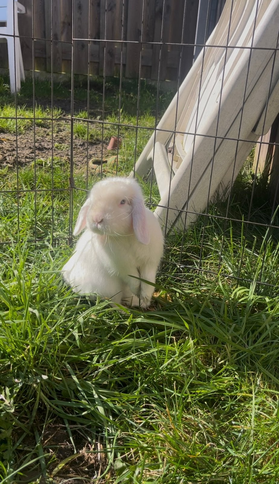 Minilop voedster en mini lop rammetje te koop, Dieren en Toebehoren, Konijnen, Meerdere dieren, Dwerg
