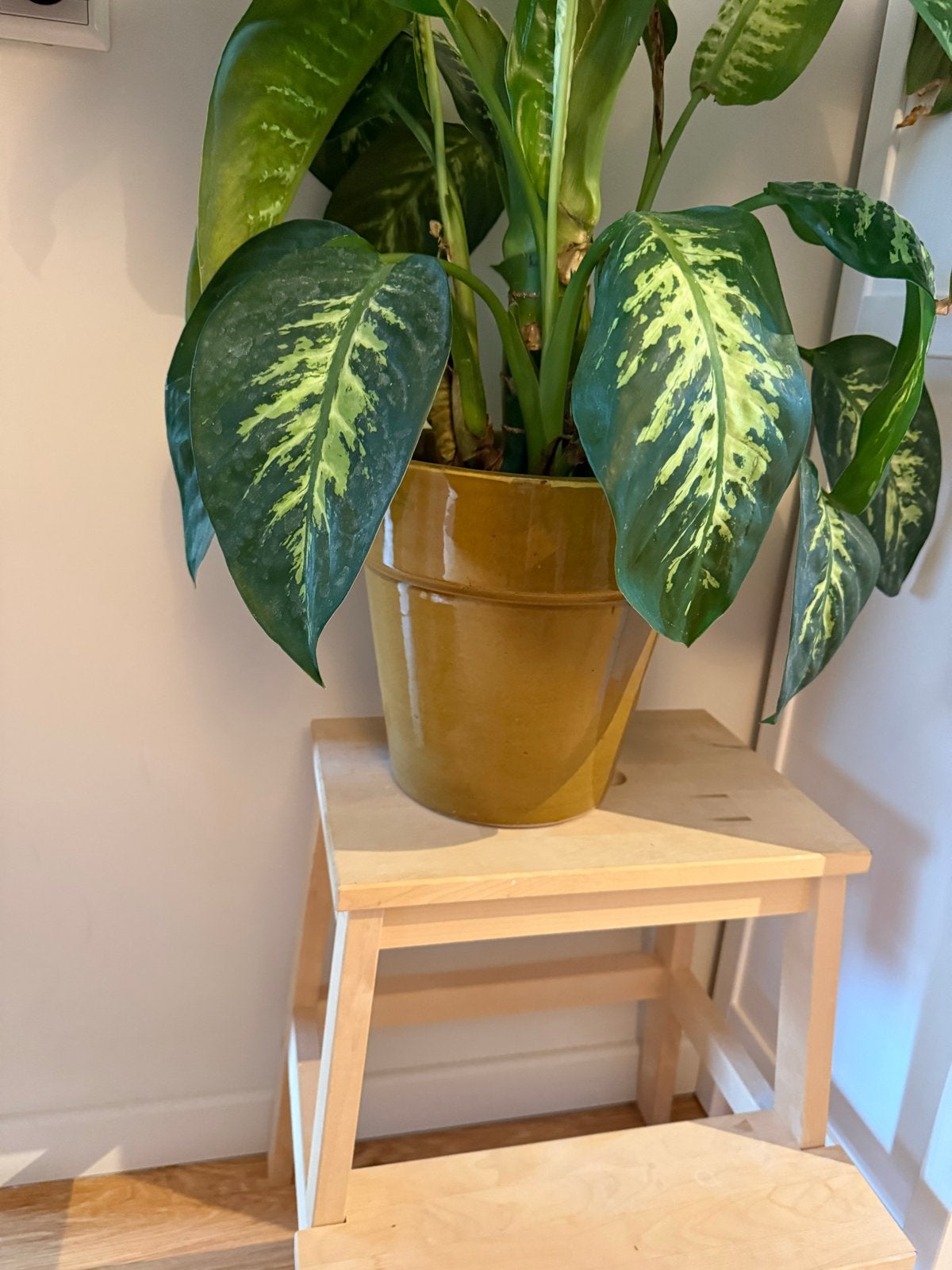 Dieffenbachia kamerplant in pot, Ophalen, 100 tot 150 cm, Overige soorten, Halfschaduw