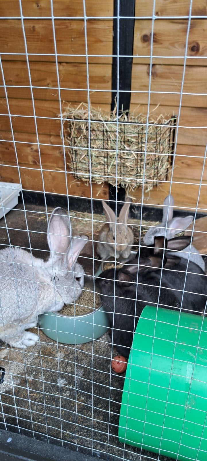 Vlaamse reusjes, Meerdere dieren, Groot