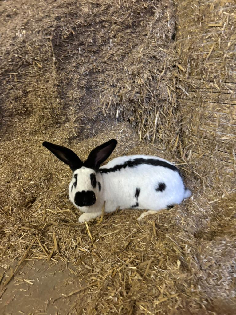 Te koop mooie lotharinger konijn, Dieren en Toebehoren, Vrouwelijk, Groot