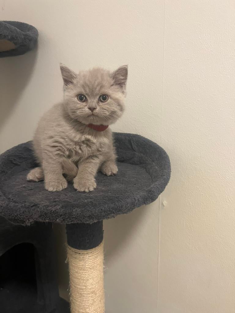 Britse korthaar Lilac 9 weken  2x jonge, Dieren en Toebehoren, Katten en Kittens | Raskatten | Langhaar, Kater, Ontwormd