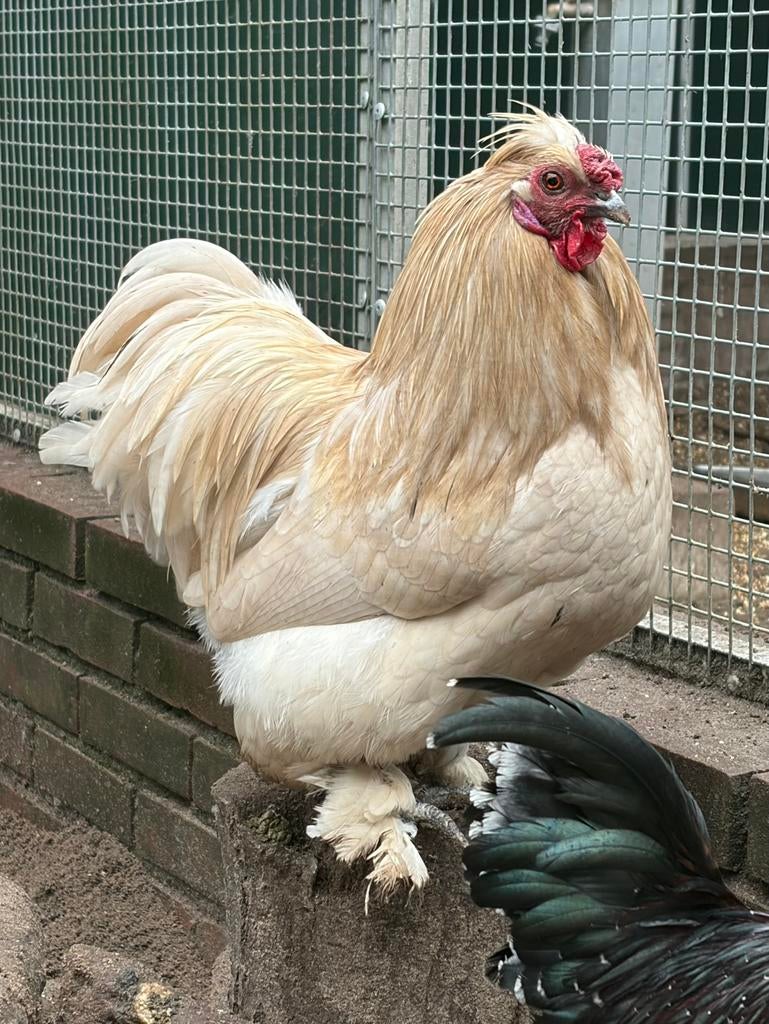Thor, zijdehoen kruising, Dieren en Toebehoren, Pluimvee, Kip, Mannelijk