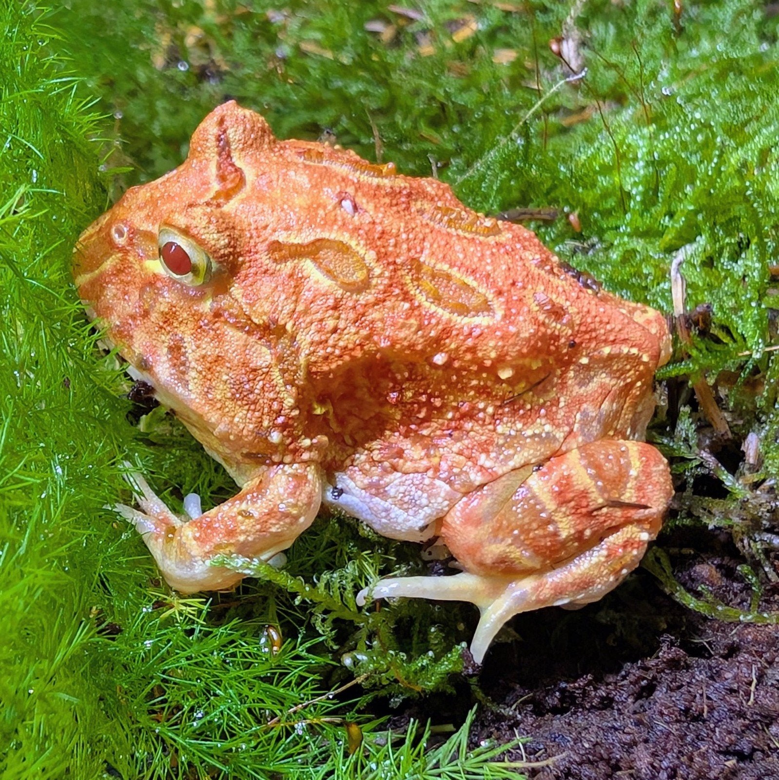Hoornkikkers Albino & Strawberry, Dieren en Toebehoren, Reptielen en Amfibieën, Slang, 0 tot 2 jaar