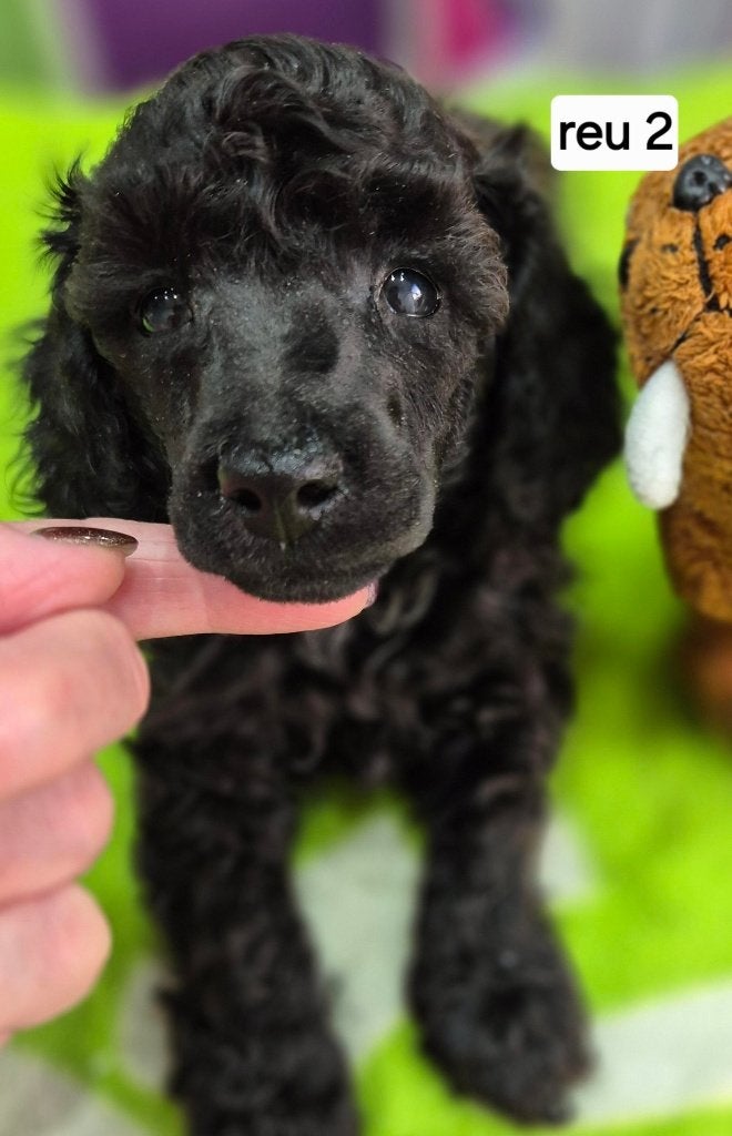 Schitterende dwerg poedel pups, Poedel, Parvo, 8 tot 15 weken, Meerdere