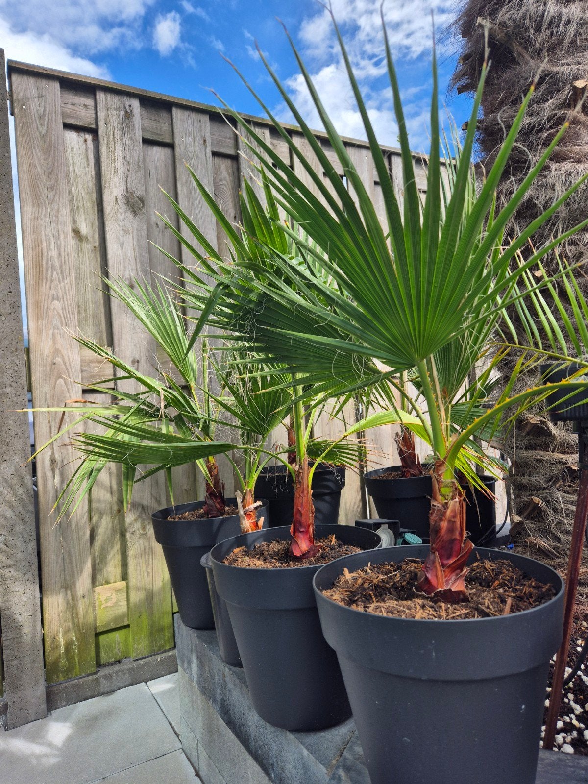Palmen Washingtonia Robusta Mexicaanse waaierpalm, Overige soorten, 100 tot 250 cm, Zomer, Ophalen