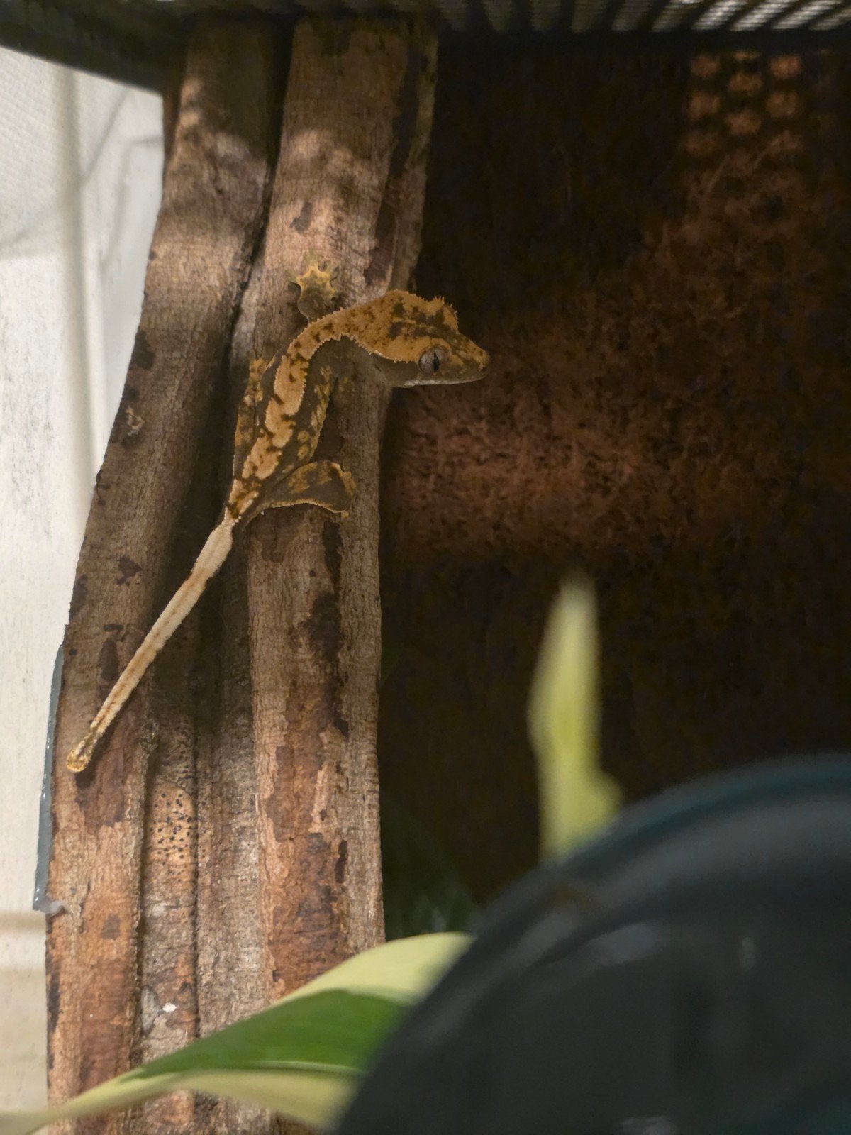 Wimpergekko's, Dieren en Toebehoren, 0 tot 2 jaar