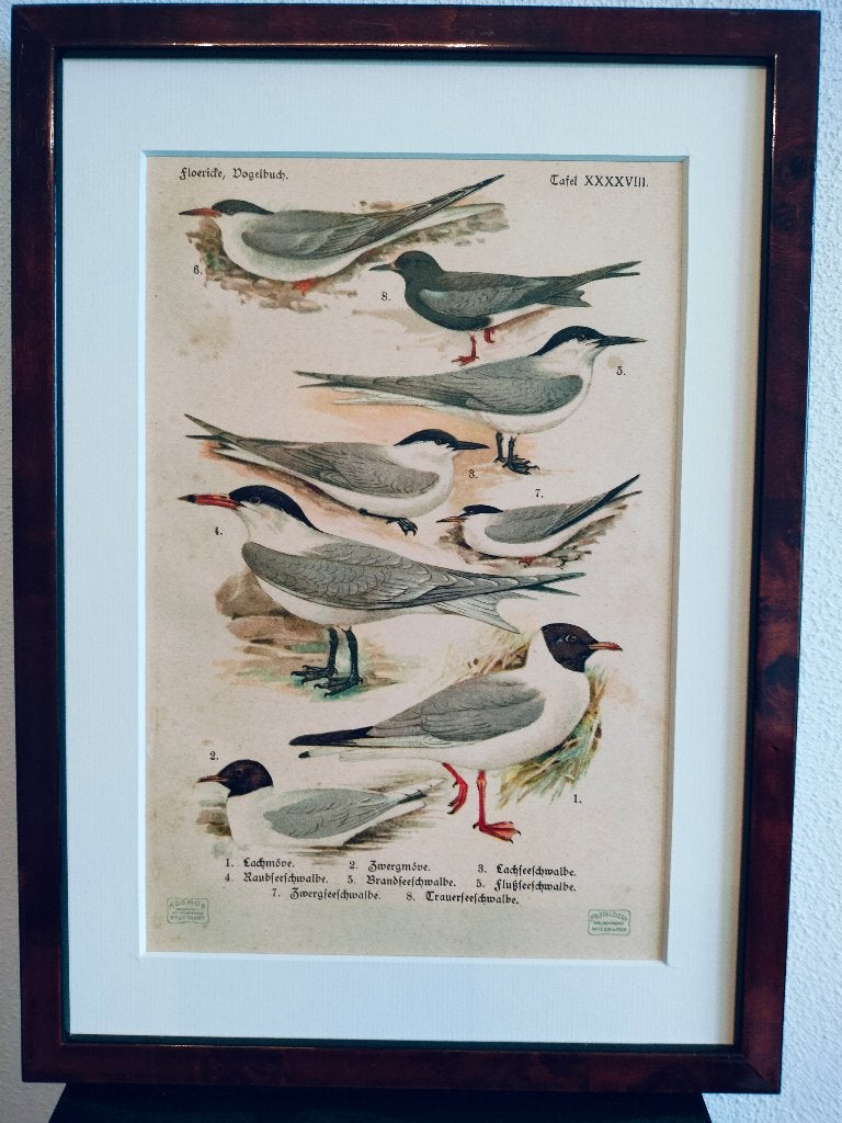 Litho Floericke Vogels Stern Alk Gelochelidon Kokmeeuw 1922, Ophalen of Verzenden