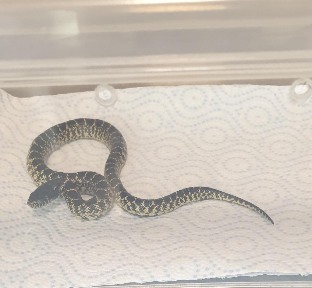 Lampropeltis getula splendida Kingsnake - unknown for sale from Lampro