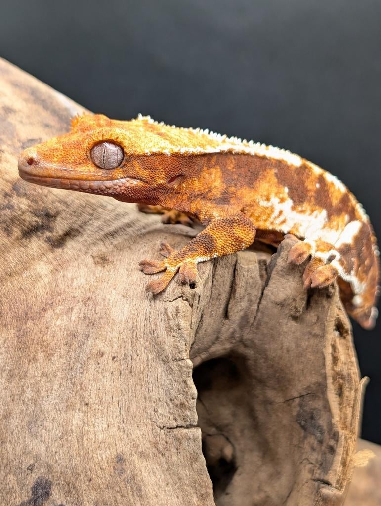 Jone Correlophus ciliatus 1.0.0 Crested Gecko - male for sale from cosmic nature ‍