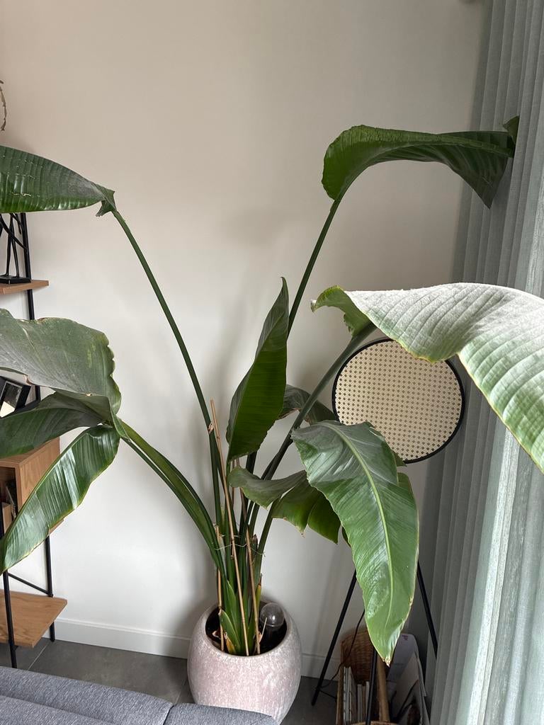Grote Strelitzia Nicolai (Paradijsvogelplant), Huis en Inrichting, Kamerplanten, Ophalen, Overige soorten, In pot, 150 tot 200 cm