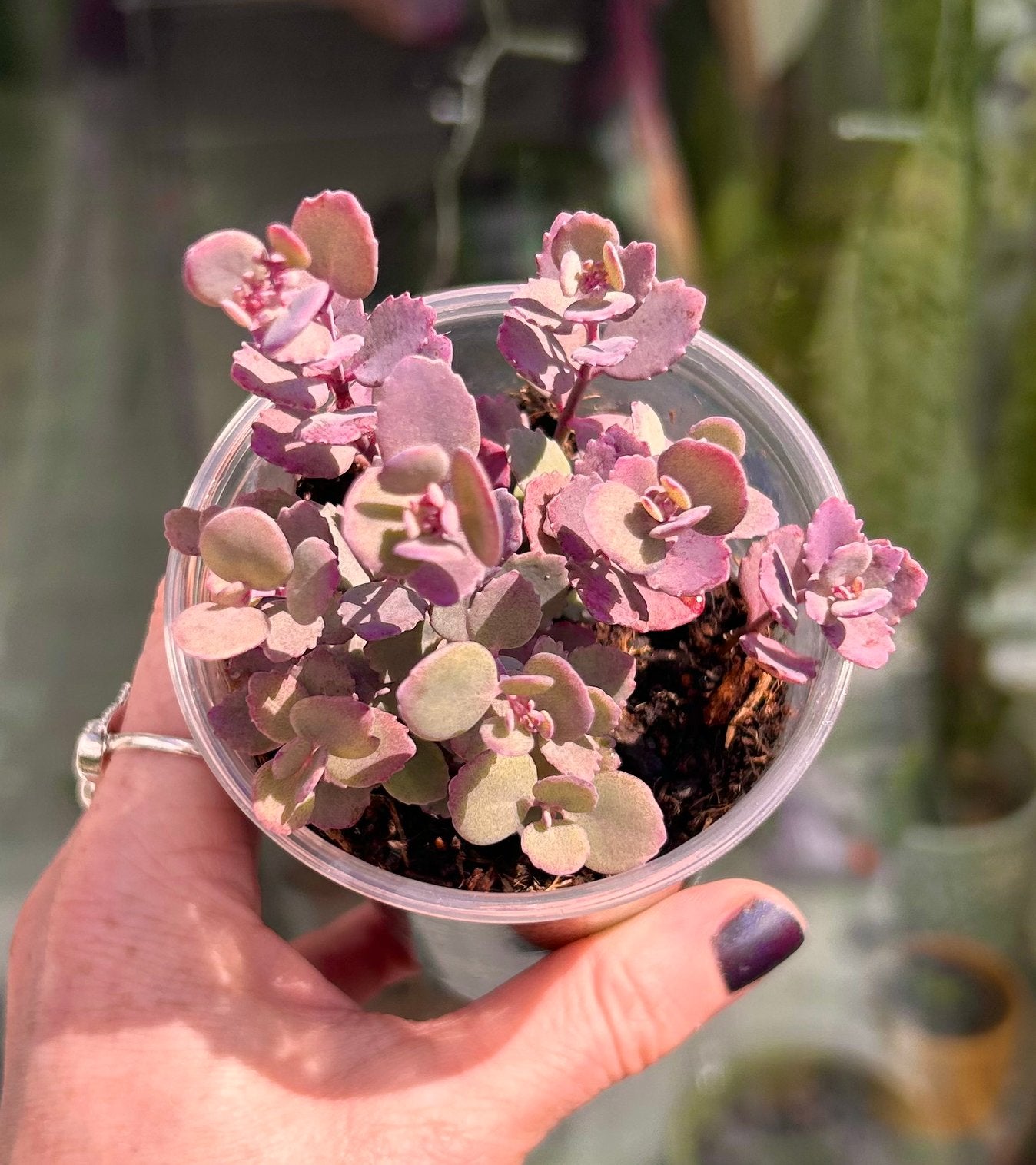 Sedum or Hylotelephium Dark Canyon paarse plant, Bodembedekkers, Volle zon, Vaste plant, Ophalen of Verzenden