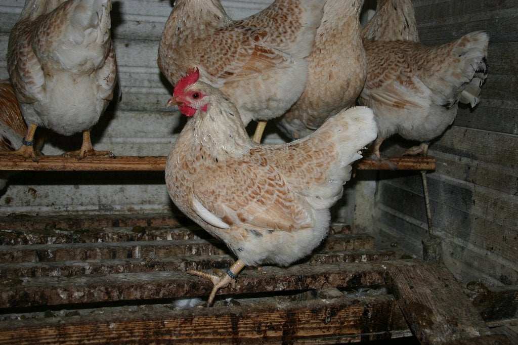 barnevelder krielkippen, Vrouwelijk, Kip