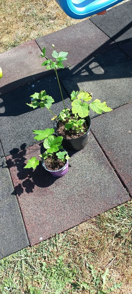 Herfstanemoon wit 1,60, Vaste plant, Halfschaduw, Herfst, Ophalen
