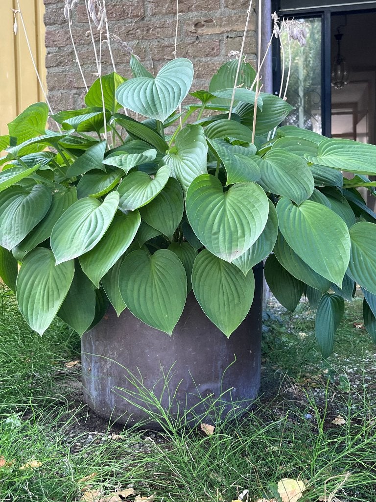 Antieke koperen bloempot - Patina - met plant, Tuin en Terras, Bloempotten, Overige materialen, Gebruikt, Rond, Minder dan 40 cm