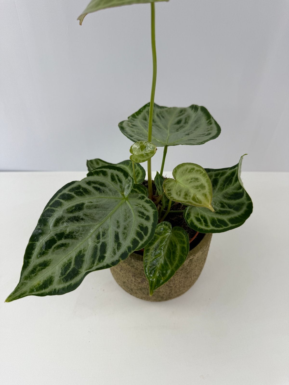 Anthurium Silver Blush Mint Mutatie - Uniek nr 1, Ophalen of Verzenden