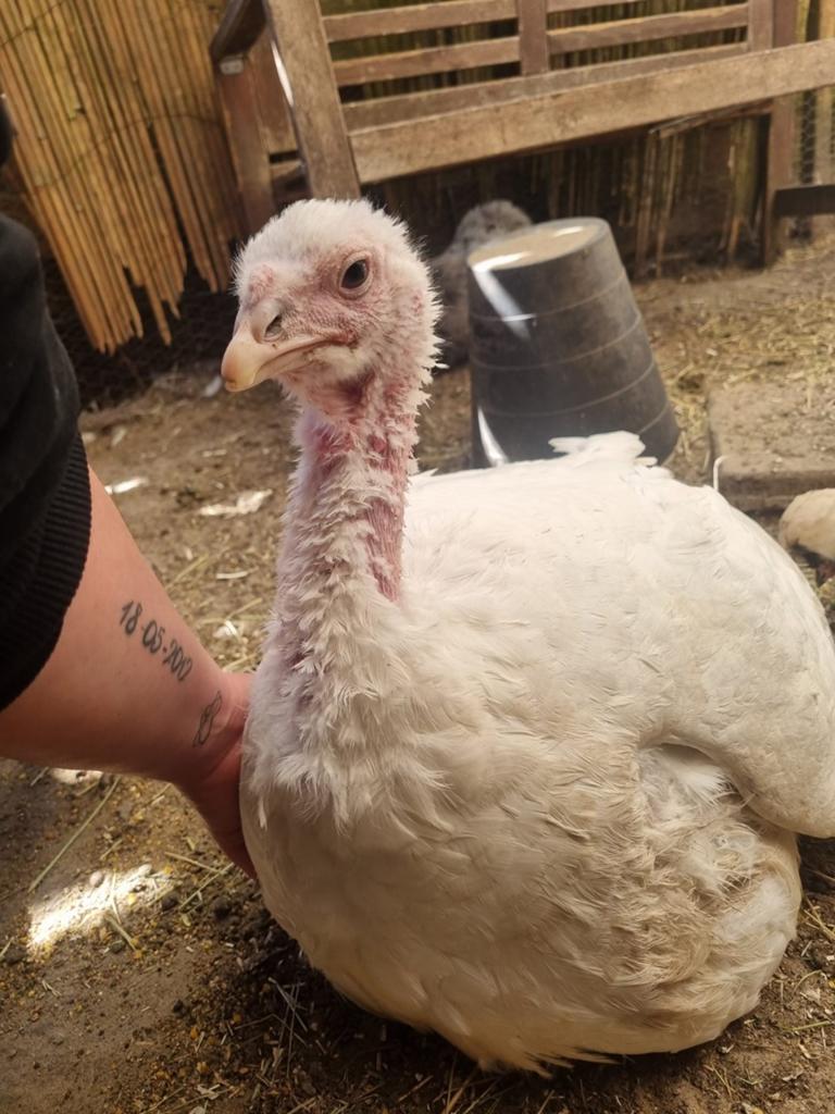 Breedborst kalkoenen, Meerdere dieren, Kalkoen