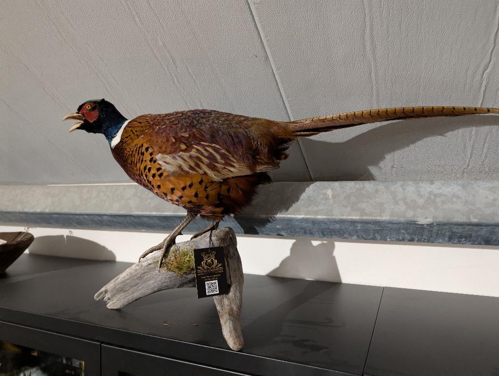 opgezette bosfazant fazant jacht vogel hert haan, Ophalen, Nieuw, Vogel, Opgezet dier