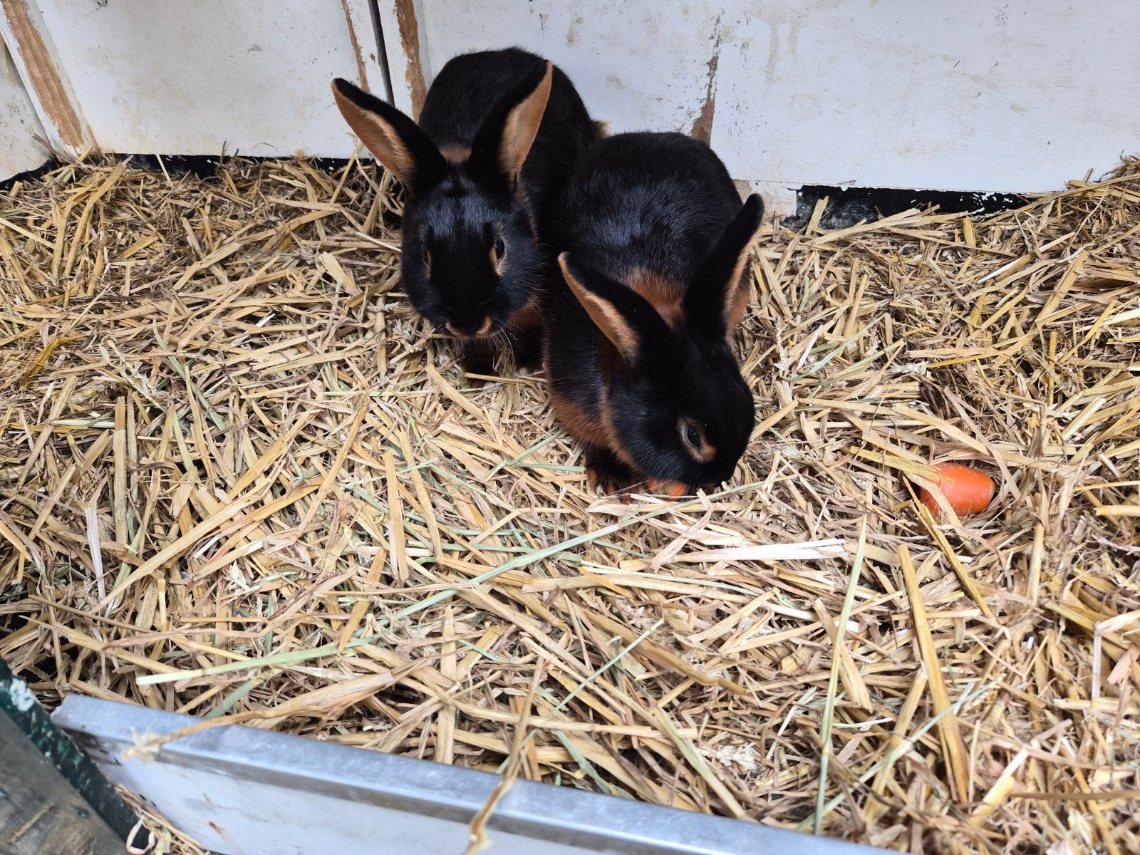 Black tan konijnen te koop, jonge dieren en wat ouder, Dieren en Toebehoren, Konijnen, Meerdere dieren, 0 tot 2 jaar